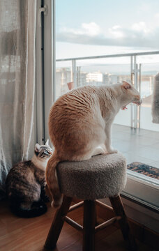 Indoor cats relaxing by a window in a cozy home scene