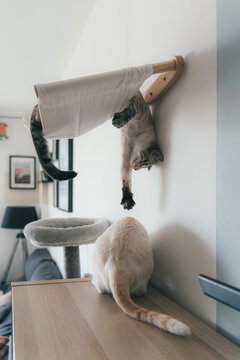 Indoor cat relaxing on wall hammock in a cozy home