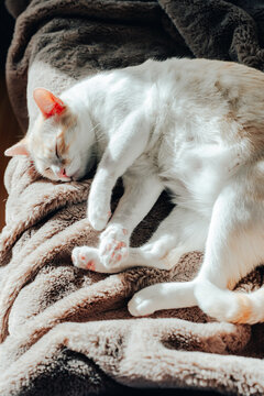 Sleeping indoor cat curled on soft blanket at home