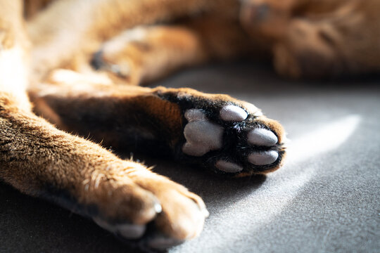 Close-up of sleeping Abyssinian cat paws in sunlight