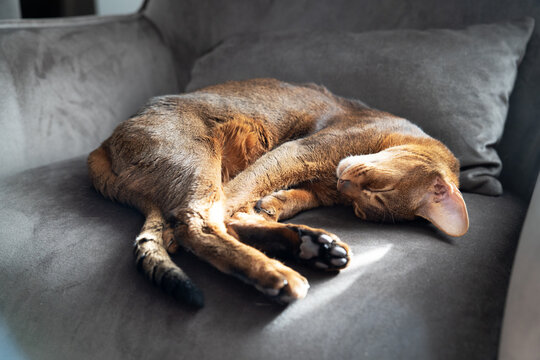 Sleeping Abyssinian cat resting on a sunlit sofa indoors