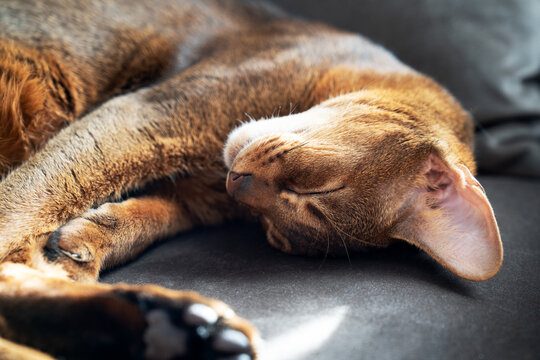Sleeping Abyssinian cat resting on soft sofa in sunlight
