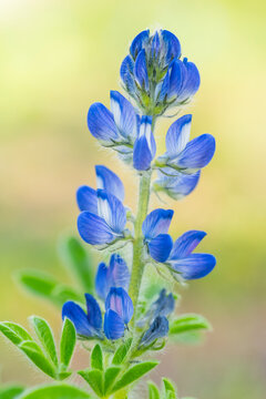 Close-up blue lupine flower spike with soft bokeh background