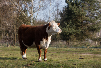 Czerwono białe krowy na  wiosennym porannym pastwisku © kubikactive