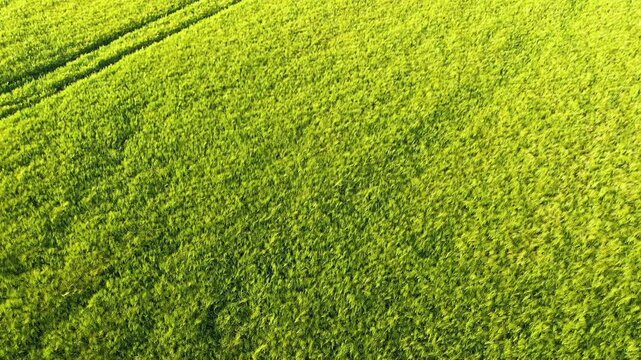 Aerial view of a lush green wheat field with tractor tracks in Normandy, France. Vibrant agricultural landscape in early summer.