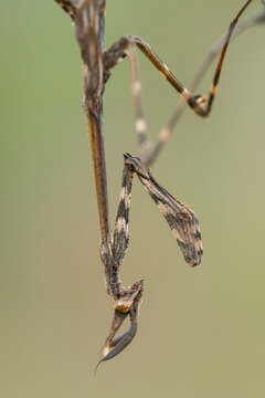 Empusa pennata mantis in detailed spring view