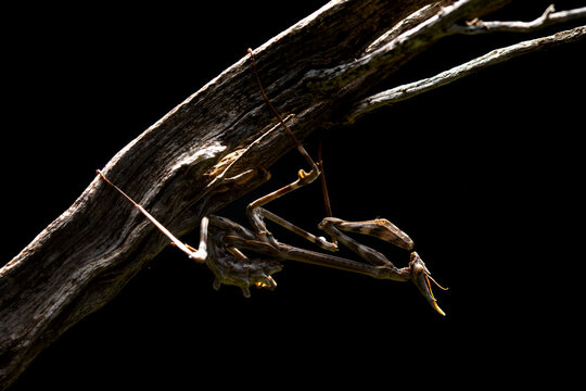 Empusa pennata in natural habitat during spring