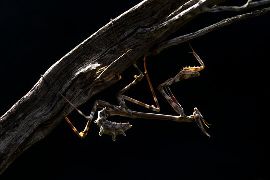 Empusa pennata on a branch in natural spring habitat
