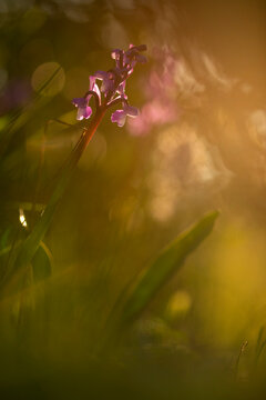 Orchis champagneuxii in natural spring light