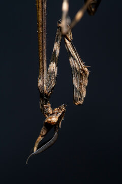 Close-up of Empusa pennata mantis on dark background