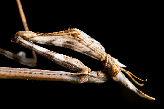 Close-up of empusa pennata in spring