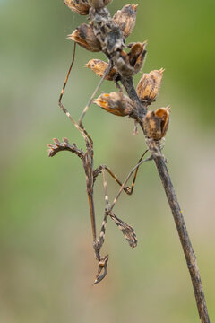 Detailed close-up of Empusa pennata in nature