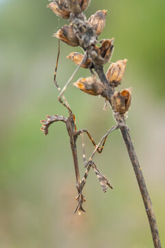 Empusa pennata on dried plant in natural habitat