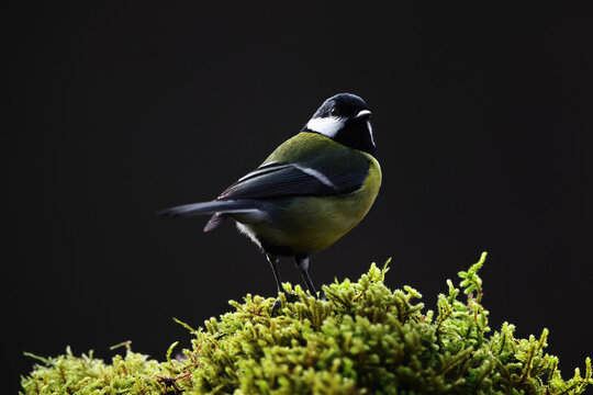 Great tit perched on moss with dark background wildlife