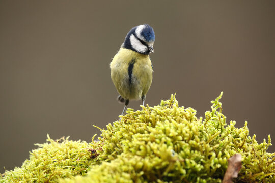 Eurasian blue tit perched on mossy rock in soft light