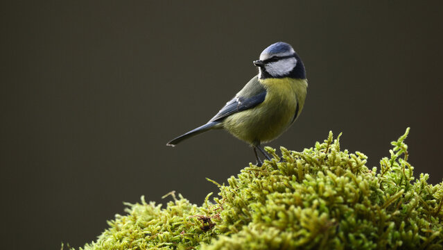 Eurasian blue tit perched on moss in natural woodland