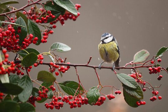 Eurasian blue tit perched on branch with red berries
