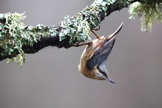 Eurasian nuthatch hanging from lichen branch in nature