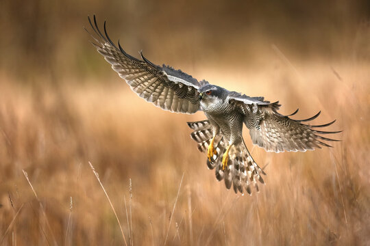 Female northern goshawk hovering over golden grassland