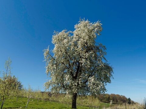 (Pyrus communis 'Pyraster')  A tall, old wild pear tree with a pyramidal, bushy crown, adorned with abundant white blossoms, stands proudly on the slope of a verdant hill.