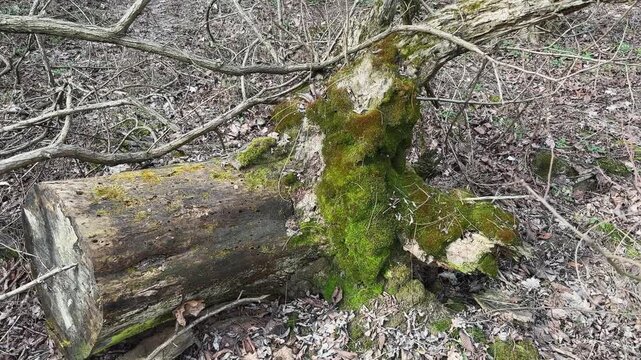 Old rotten stump of uprooted fallen and then sawn tree
