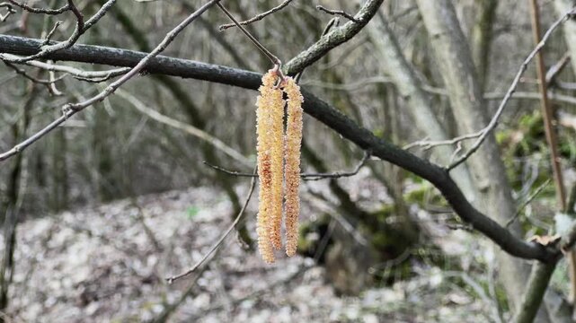 Young male catkins of hazel in forest on blurred background