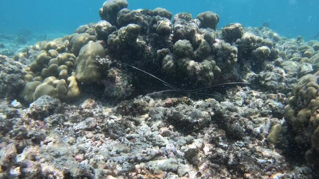 Spiny lobster along the reef in Indian Ocean, Maldives. Panulirus versicolor is a species of spiny lobster that lives in tropical reefs in the Indo-Pacific.