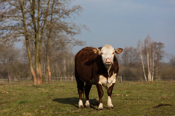 Czerwono białe krowy na  wiosennym porannym pastwisku © kubikactive