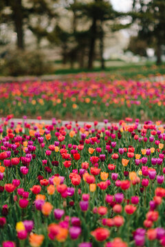 Colorful tulip field in spring garden with soft bokeh