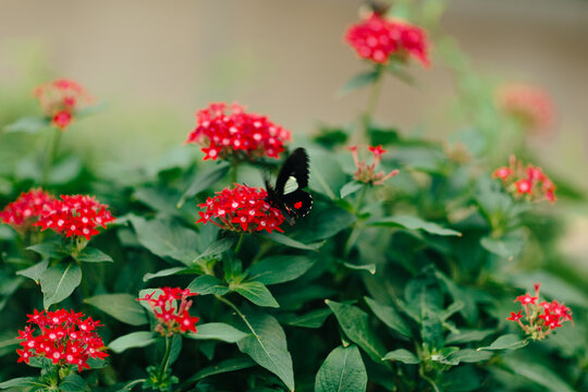 Black butterfly on red pentas flowers in soft bokeh