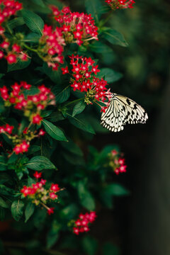 White butterfly on red flower cluster in green foliage