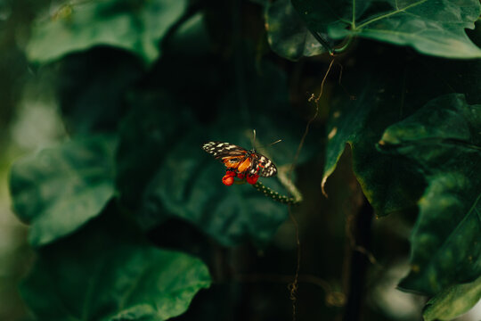 Butterfly on red berries in lush green foliage closeup