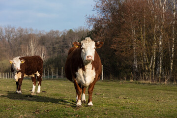 Czerwono białe krowy na  wiosennym porannym pastwisku © kubikactive