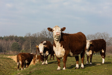 Czerwono białe krowy na  wiosennym porannym pastwisku © kubikactive