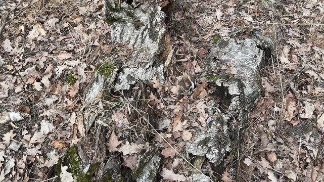 Pieces of decayed trunk of old fallen birch on ground