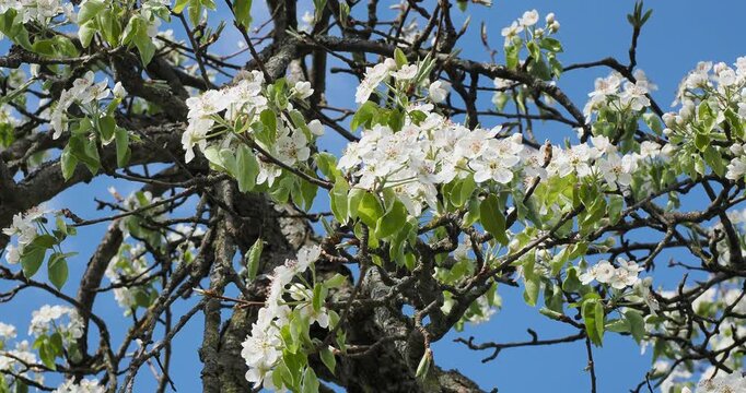 (Pyrus communis 'Pyraster') Wild pear tree with brown-grey bark, bearing white flowers in clusters surrounded by young oval leaves at the ends of the branches, swaying gently in the wind