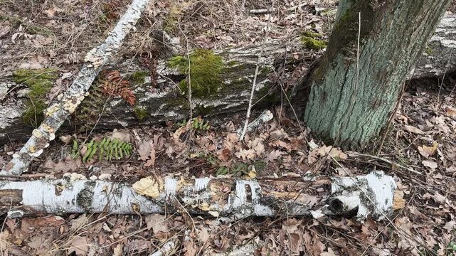 Decayed trunk and branches pieces of fallen birch in forest