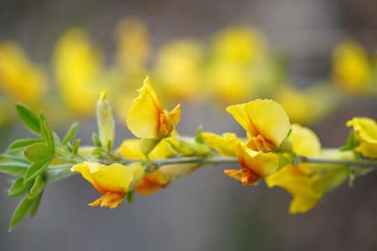 close-up of bright yellow flowers of the plant Broom or Zharnovets paniculata Fabaceae papilionaceous form nature flora macro
