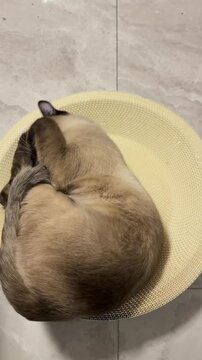 Siamese cat resting on yellow mesh scratch board