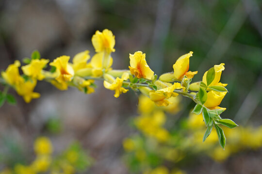close-up of bright yellow flowers of the plant Broom or Zharnovets paniculata Fabaceae papilionaceous form nature flora macro