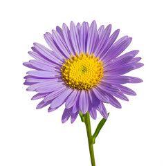 Obraz premium A vibrant purple daisy with a yellow center blooming beautifully against a plain backdrop