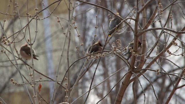 Several waxwing birds rest quietly on intricately intertwined, leafless branches during the winter season.