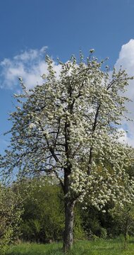 A majestic wild pear tree (Pyrus communis 'Pyraster') with a straight trunk and grey-brown branches covered in clusters of white flowers under a blue sky
