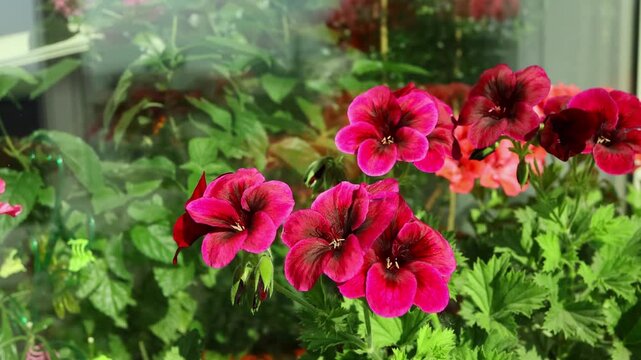 Vibrant pink geranium flowers with lush green leaves grow beside a sunlit window. The natural light highlights the petals delicate texture against a blurred outdoor backdrop.