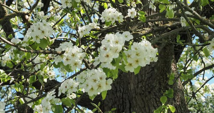  (Pyrus pyraster) Wild pear tree bearing flexible, reddish-brown branches adorned with clusters of white flowers and reddish stamens above young green, oval leaves with finely toothed margins
