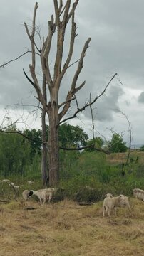 Vertical footage of sheep grazing by a dead tree 