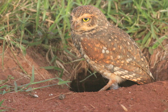 Coruja buraqueira (Athene cunicularia) fotografada em ambiente natural