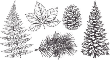 Hand drawn forest fern pine cone pine branch and evergreen tree leaves pinecone © Mehedi