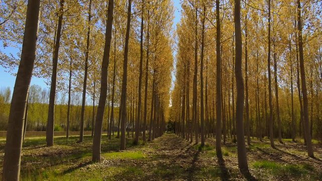 Poplar trees along the Camino Vadiniense, Mansilla de las Mulas, Castile and Leon, Spain
