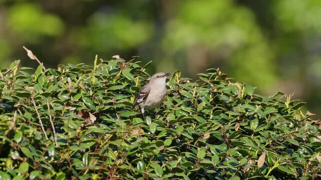Mockingbird lit in Nellie Stevens holly shrub calling and singing birdcalls. 